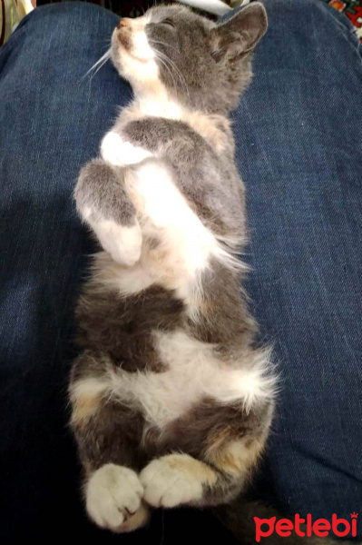 Tekir Kedi, Kedi  BİHTER fotoğrafı