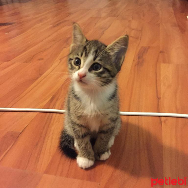 Tekir Kedi, Kedi  Kara fotoğrafı