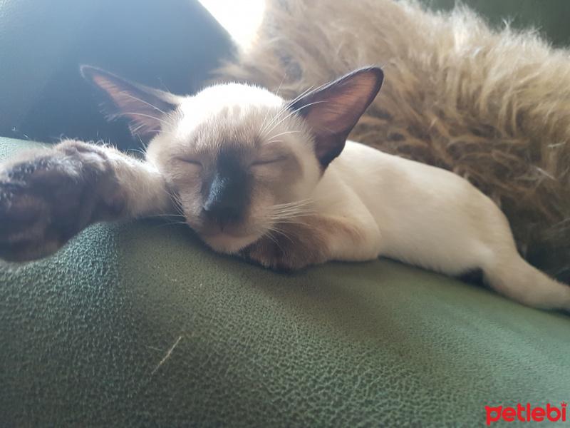 Siyam Kedisi, Kedi  Mercury fotoğrafı