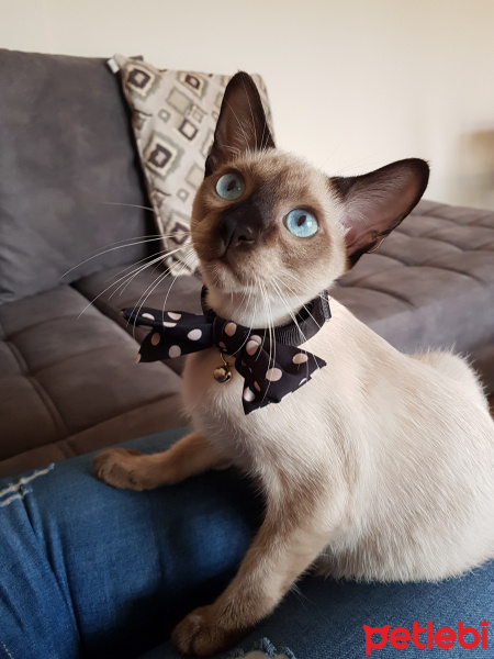 Siyam Kedisi, Kedi  Mercury fotoğrafı