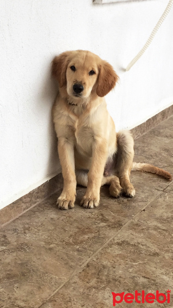 Golden Retriever, Köpek  Noa fotoğrafı
