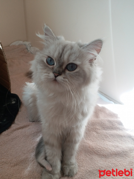 Chinchilla, Kedi  Linda fotoğrafı