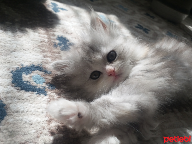 Chinchilla, Kedi  Aysima fotoğrafı
