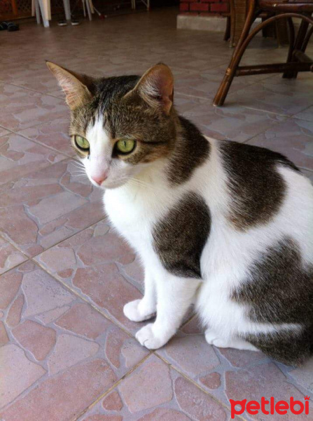 Tekir Kedi, Kedi  Şans fotoğrafı
