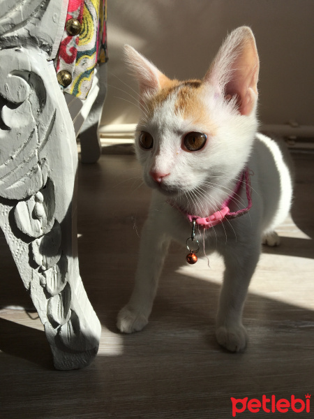 Tekir Kedi, Kedi  Venüs fotoğrafı