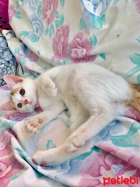 Tekir Kedi, Kedi  Venüs fotoğrafı