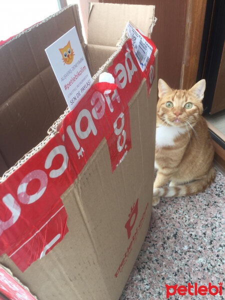 Sarman, Kedi  Porti fotoğrafı