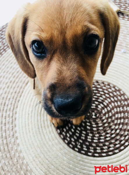 Golden Retriever, Köpek  Peony fotoğrafı