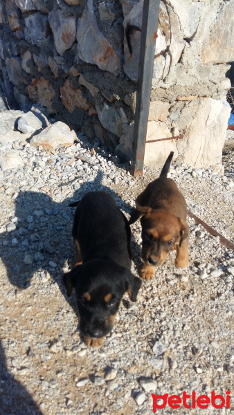 Dachshund (Sosis), Köpek  minikler fotoğrafı