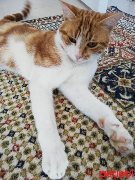 Tekir Kedi, Kedi  Boncuk fotoğrafı