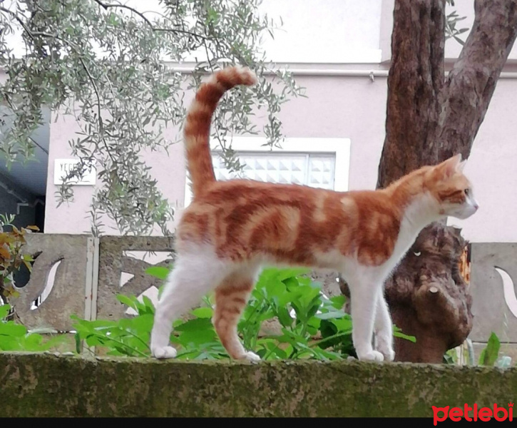 Tekir Kedi, Kedi  Boncuk fotoğrafı