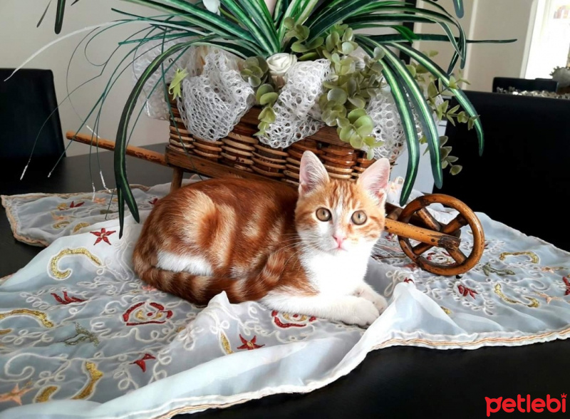 Tekir Kedi, Kedi  Boncuk fotoğrafı