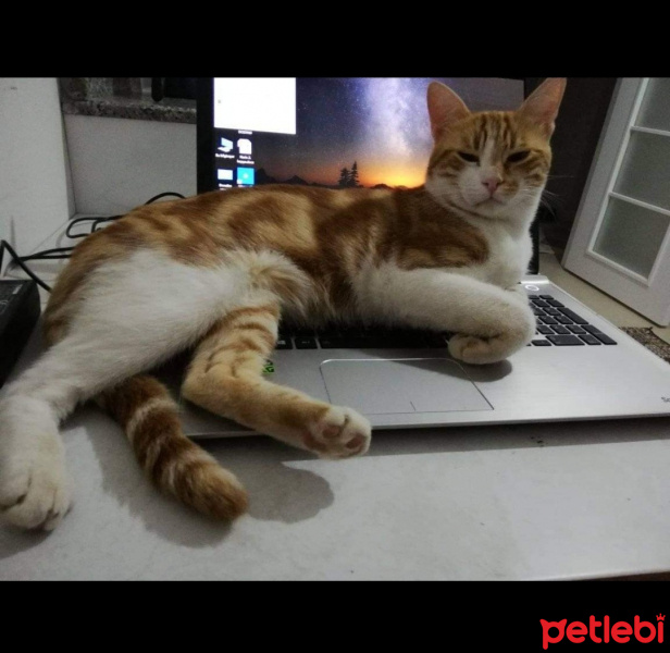 Tekir Kedi, Kedi  Boncuk fotoğrafı