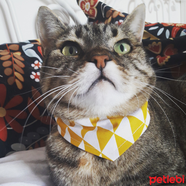 Tekir Kedi, Kedi  Rocky fotoğrafı