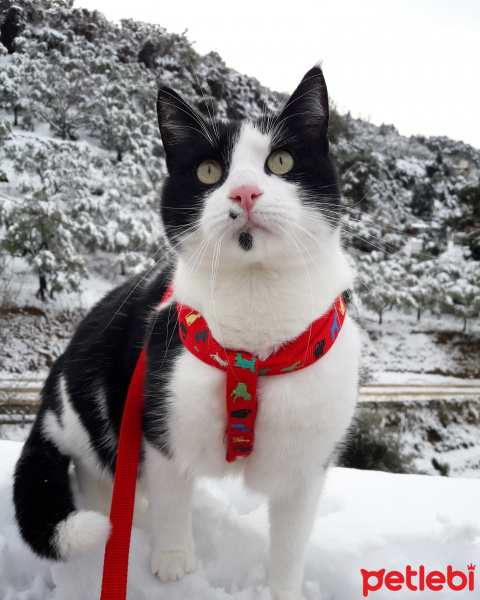 Tekir Kedi, Kedi  Rocky fotoğrafı
