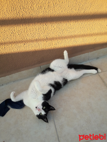 Tekir Kedi, Kedi  Rocky fotoğrafı