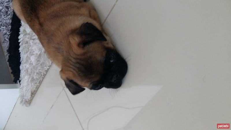 Pug, Köpek  Rıfkı fotoğrafı