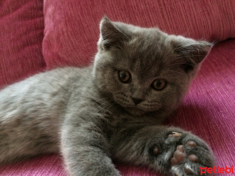 British Shorthair, Kedi  Mia fotoğrafı