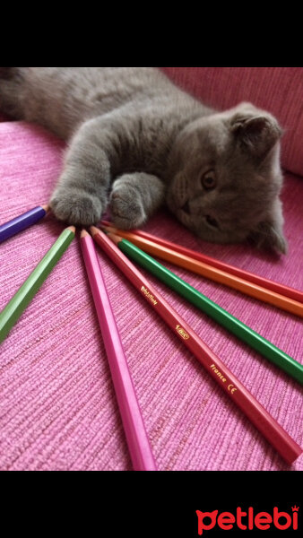 British Shorthair, Kedi  Mia fotoğrafı