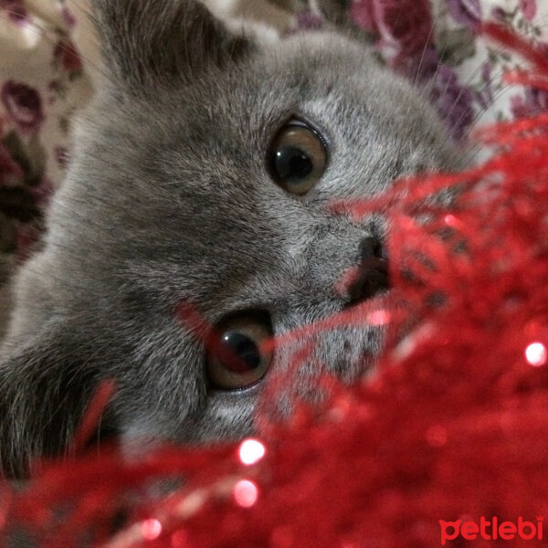 British Shorthair, Kedi  Mia fotoğrafı