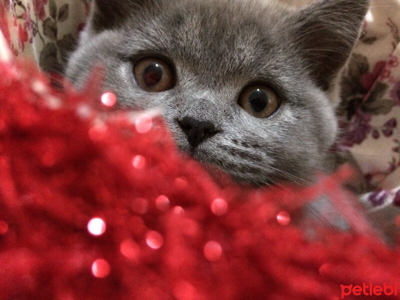 British Shorthair, Kedi  Mia fotoğrafı