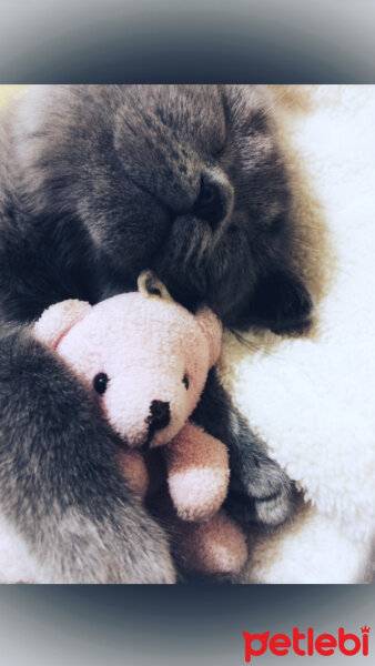 British Shorthair, Kedi  Mia fotoğrafı