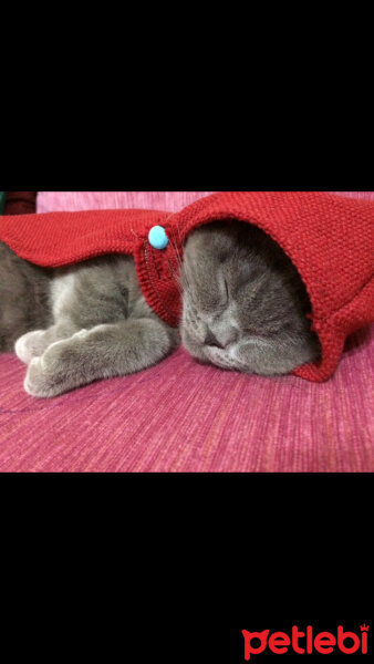 British Shorthair, Kedi  Mia fotoğrafı