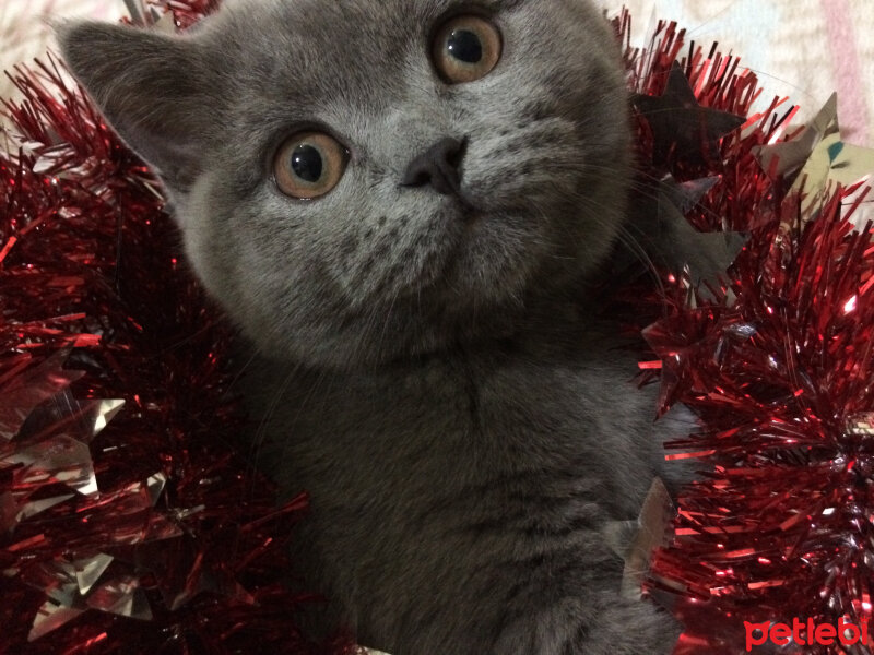 British Shorthair, Kedi  Mia fotoğrafı