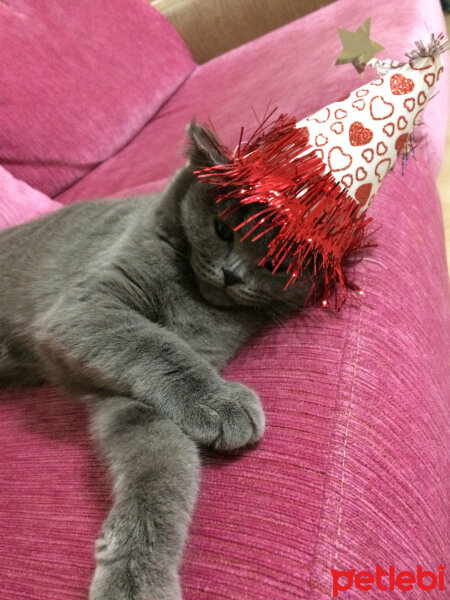 British Shorthair, Kedi  Mia fotoğrafı