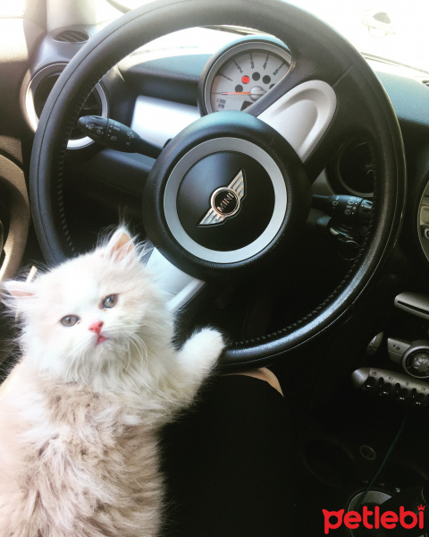 Chinchilla, Kedi  Mia ve bella fotoğrafı