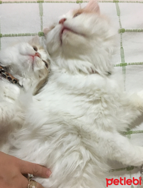 Chinchilla, Kedi  Mia ve bella fotoğrafı