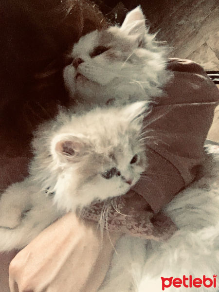 Chinchilla, Kedi  Mia ve bella fotoğrafı