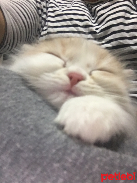 Chinchilla, Kedi  Mia ve bella fotoğrafı