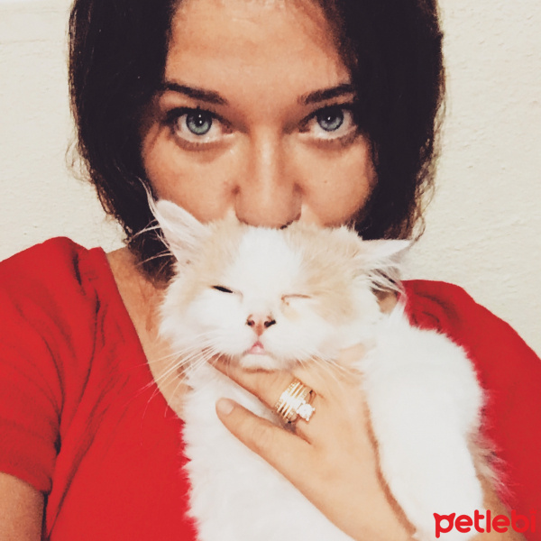 Chinchilla, Kedi  Mia ve bella fotoğrafı
