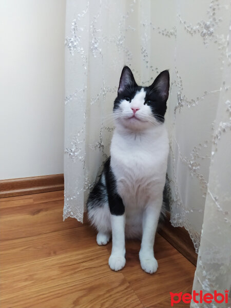 Tuxedo (Smokin) Kedi, Kedi  Rosé fotoğrafı