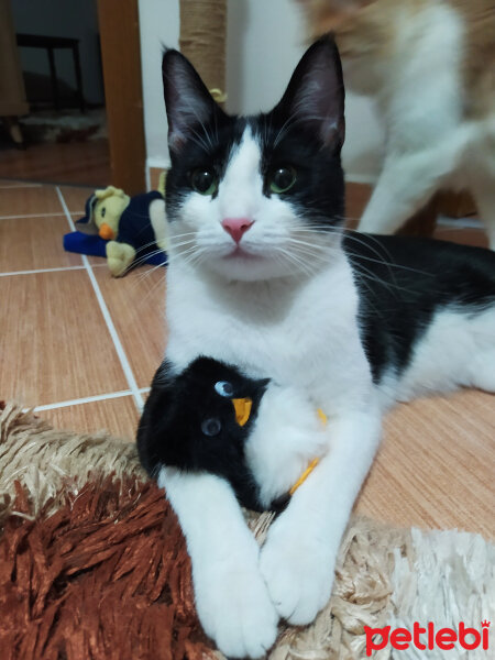 Tuxedo (Smokin) Kedi, Kedi  Rosé fotoğrafı