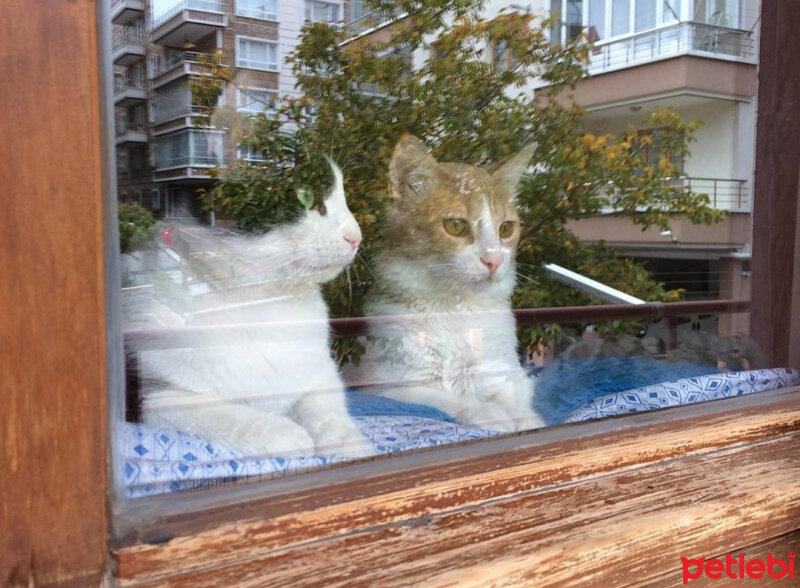 Tuxedo (Smokin) Kedi, Kedi  Rosé fotoğrafı