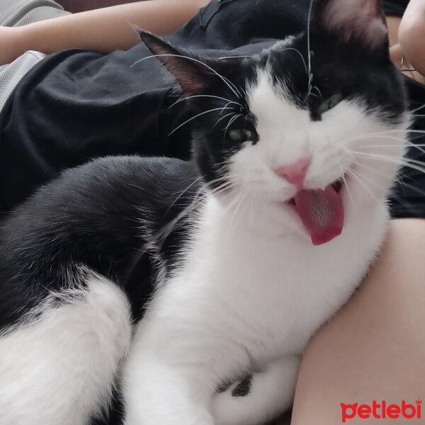 Tuxedo (Smokin) Kedi, Kedi  Rosé fotoğrafı