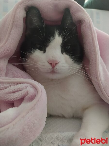 Tuxedo (Smokin) Kedi, Kedi  Rosé fotoğrafı