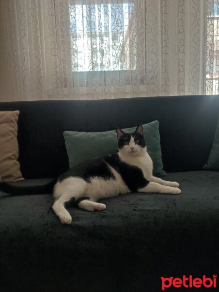 Tuxedo (Smokin) Kedi, Kedi  Rosé fotoğrafı