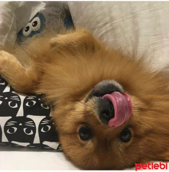Pomeranyalı, Köpek  Mocha fotoğrafı
