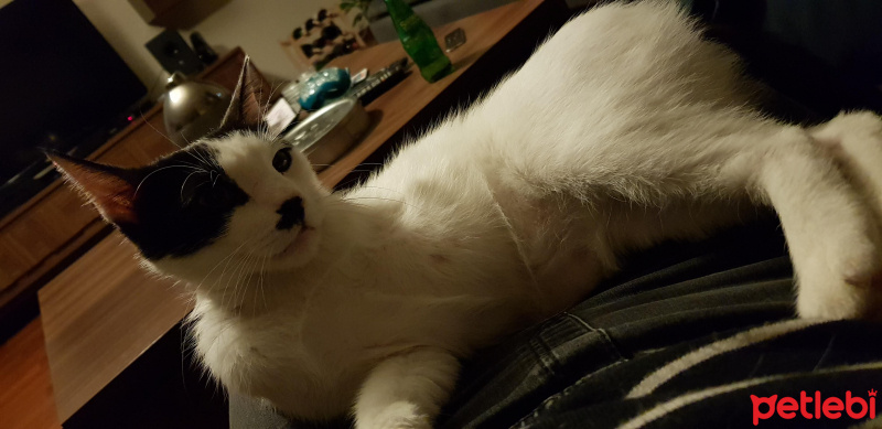 Tekir Kedi, Kedi  Cesur fotoğrafı
