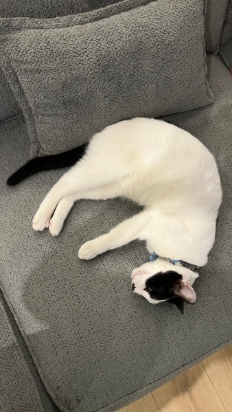 Tekir Kedi, Kedi  Cesur fotoğrafı