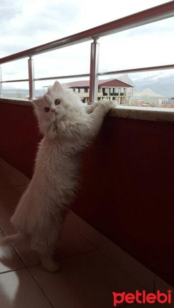 Chinchilla, Kedi  SİA fotoğrafı