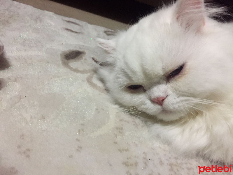 İran Kedisi (Persian), Kedi  Leo fotoğrafı