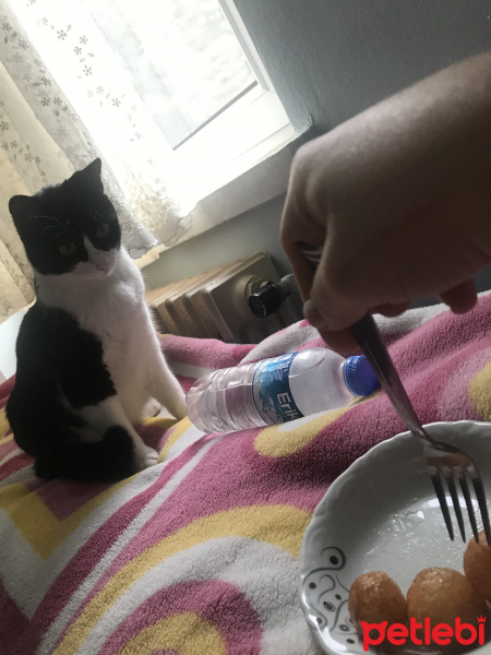 Tekir Kedi, Kedi  Gölge fotoğrafı