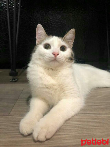 Tekir Kedi, Kedi  Lena fotoğrafı