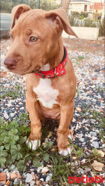 Amerikan Pitbull Terrier, Köpek  Achille fotoğrafı