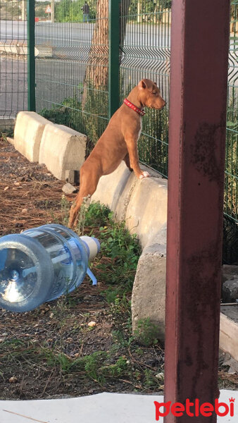 Amerikan Pitbull Terrier, Köpek  Achille fotoğrafı