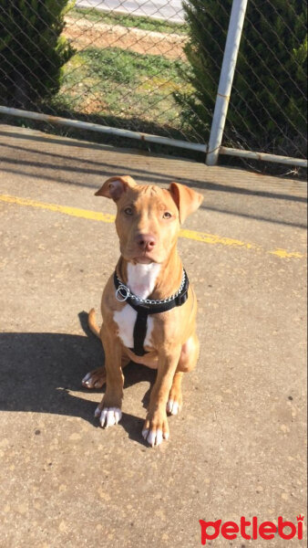 Amerikan Pitbull Terrier, Köpek  Achille fotoğrafı